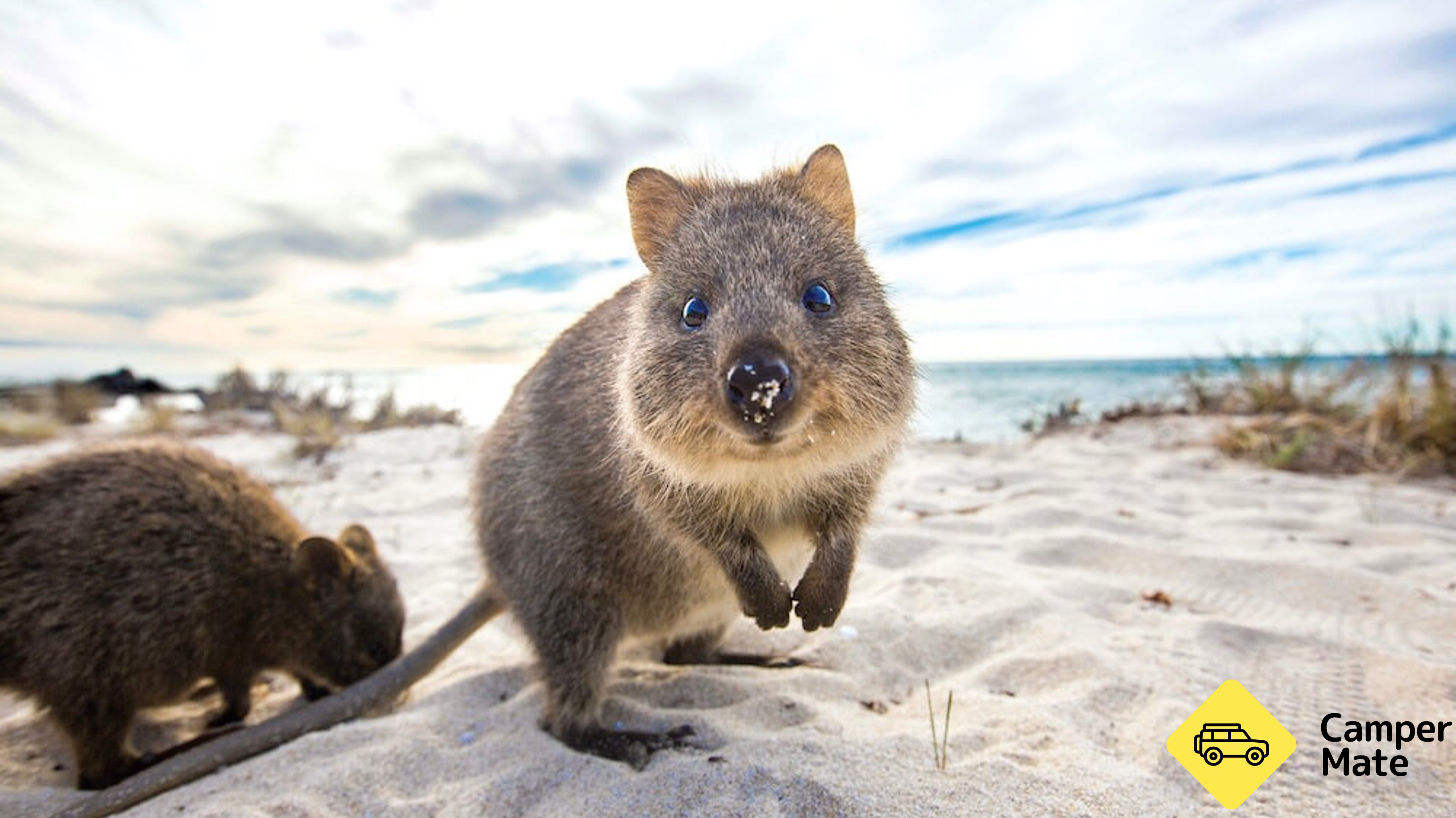 Rottnest Island Ferry Transfers from Fremantle