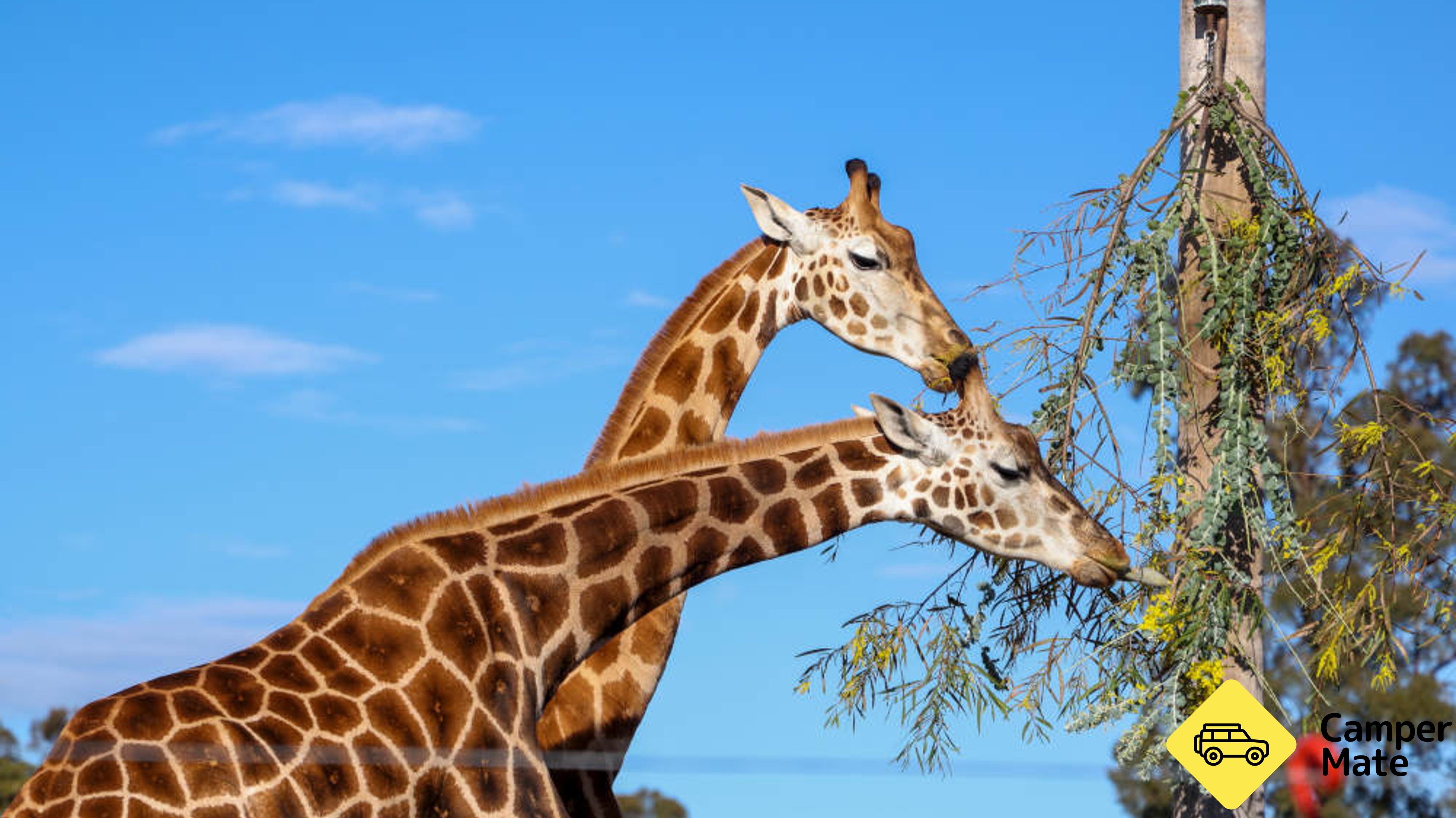 Hunter Valley Wildlife Park Entry Tickets