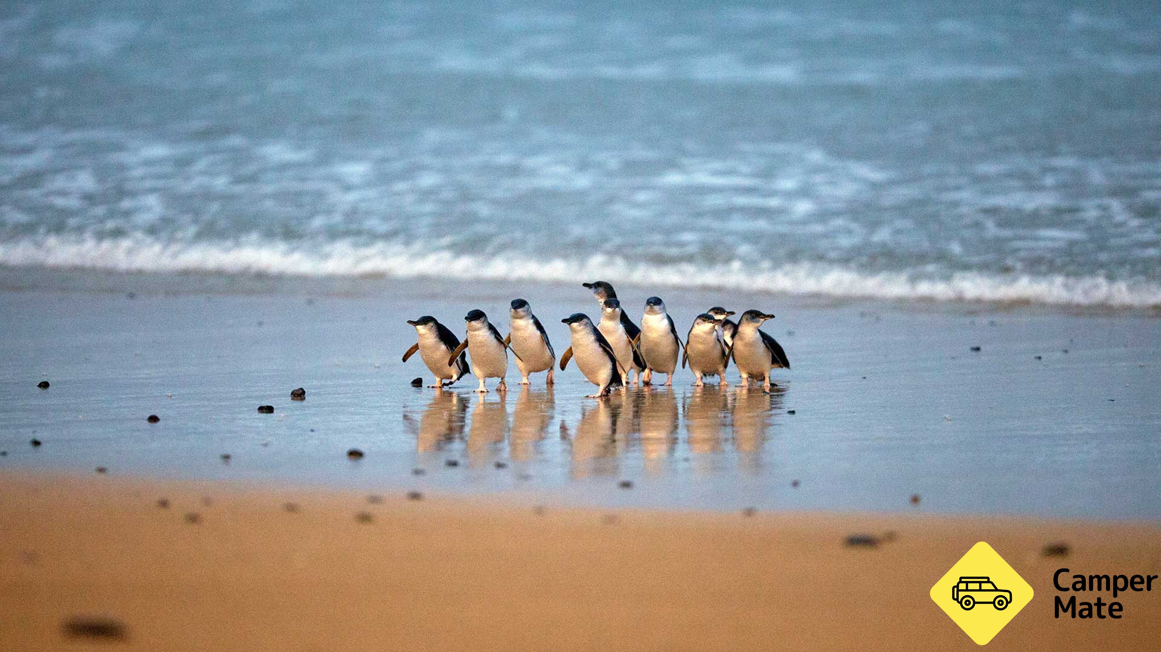 Phillip Island Penguin Parade