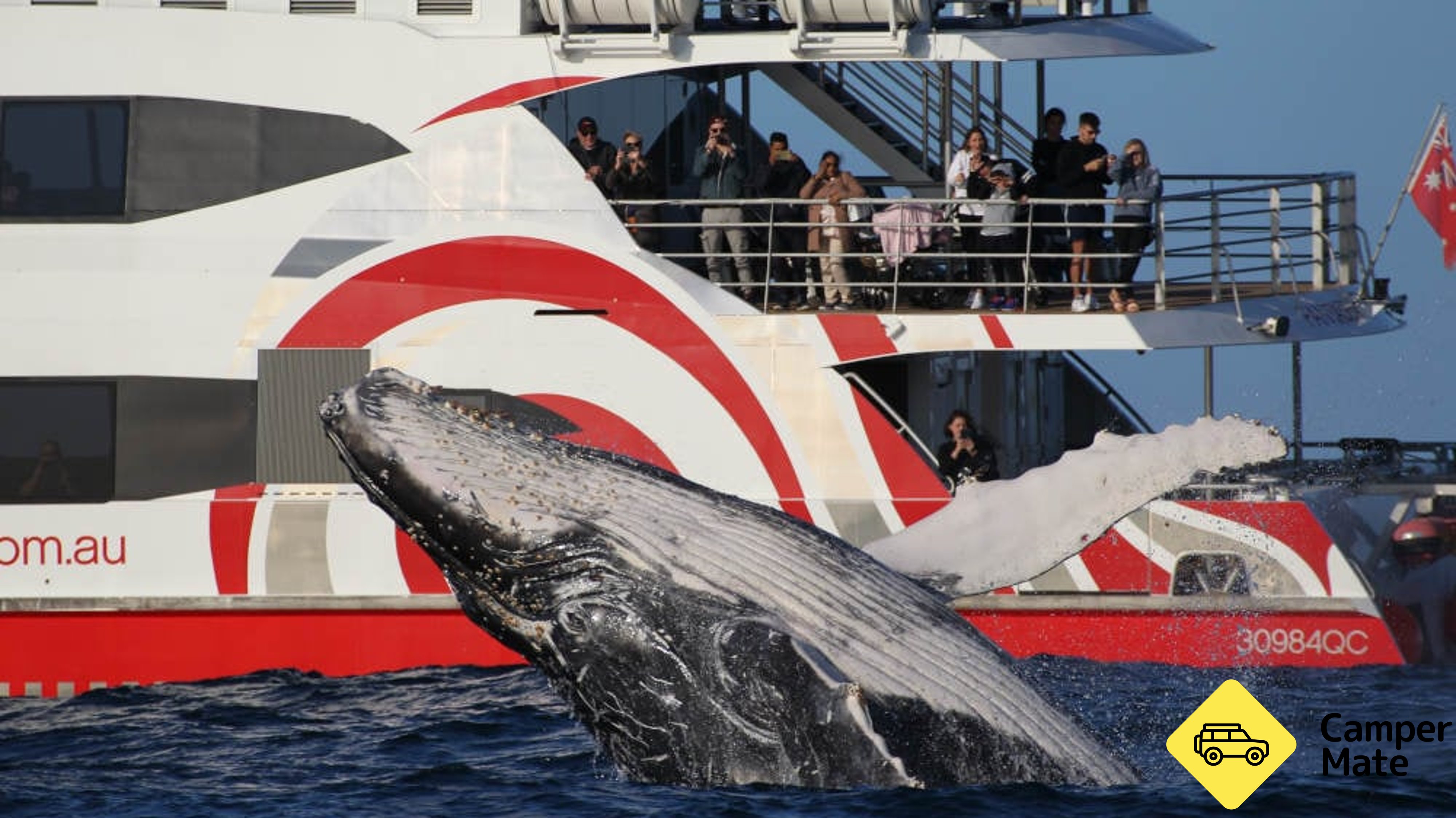 Sydney Whale Watching Discovery Cruise
