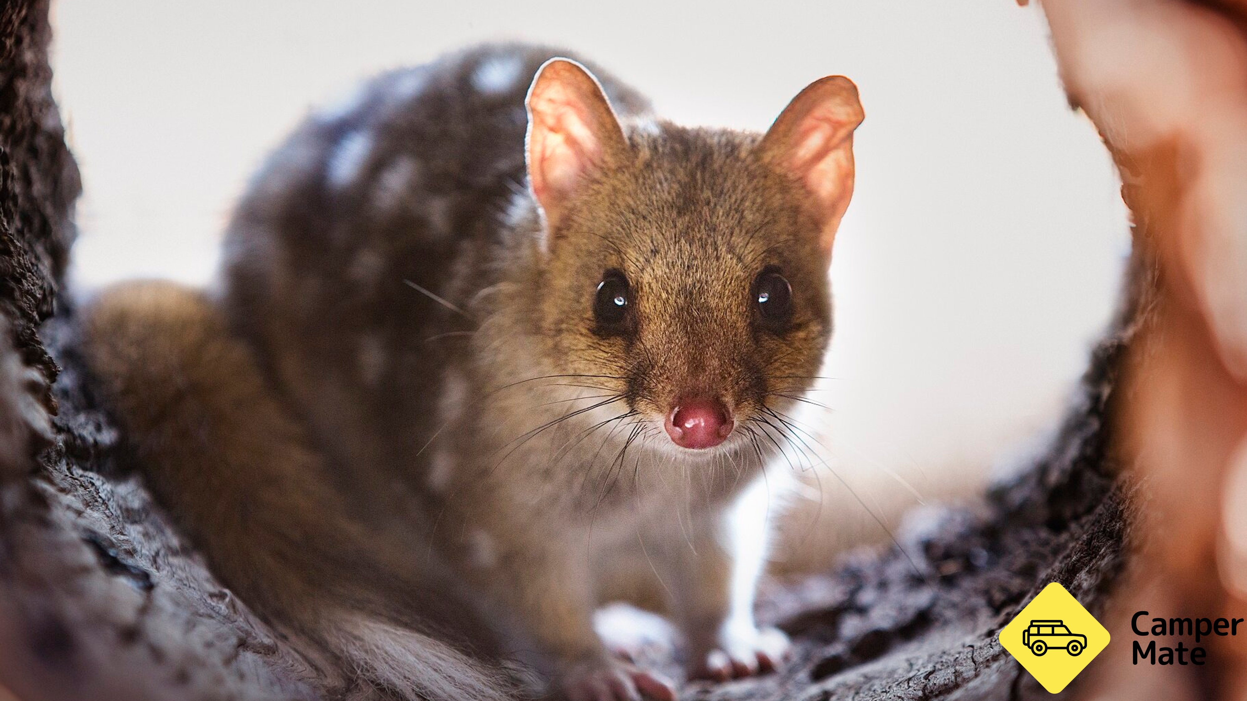 Mulligans Flat Woodland Sanctuary