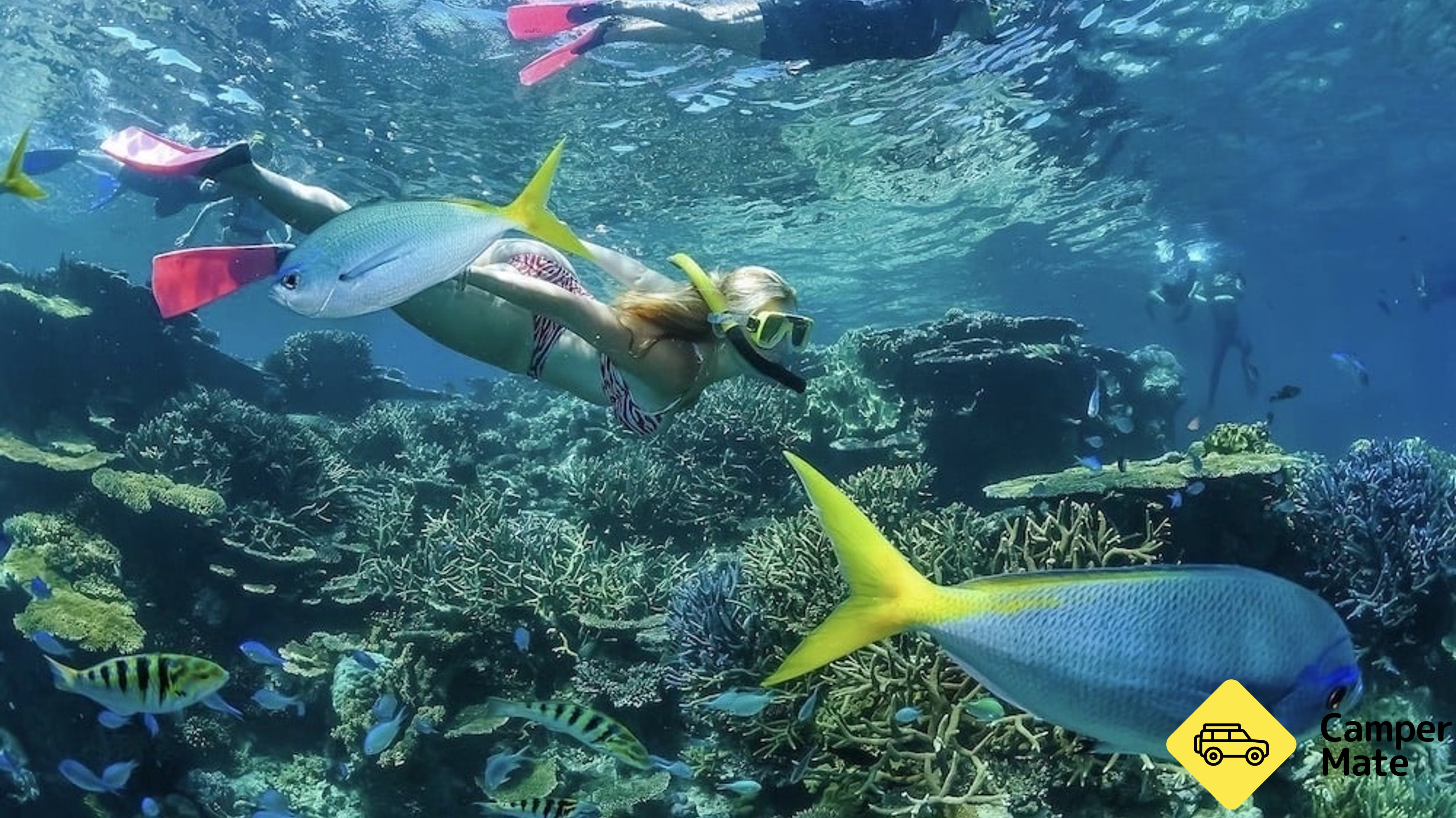 Great Barrier Reef Dive and Snorkel Cruise