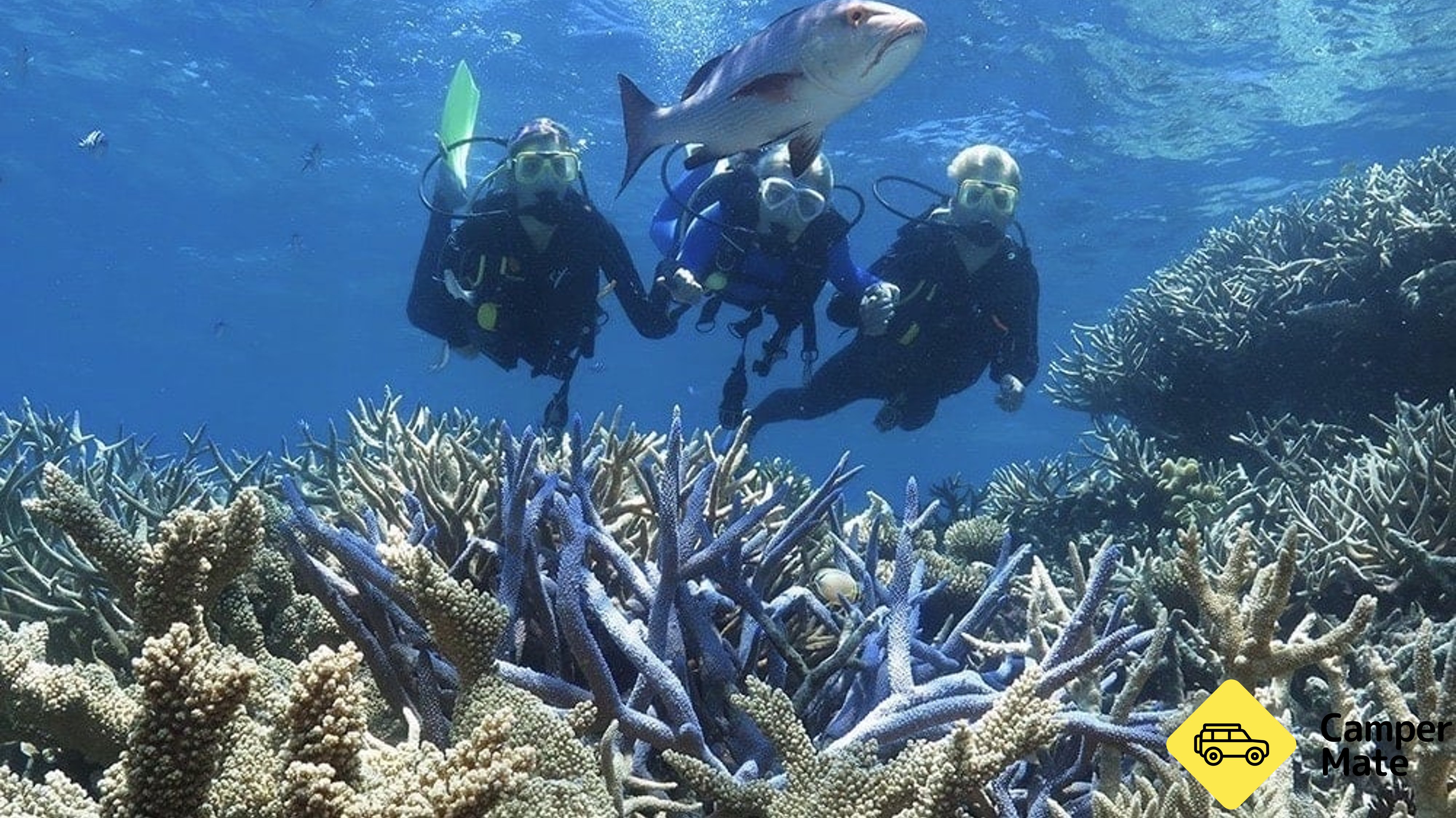 Great Barrier Reef Cruises, Snorkelling and Diving