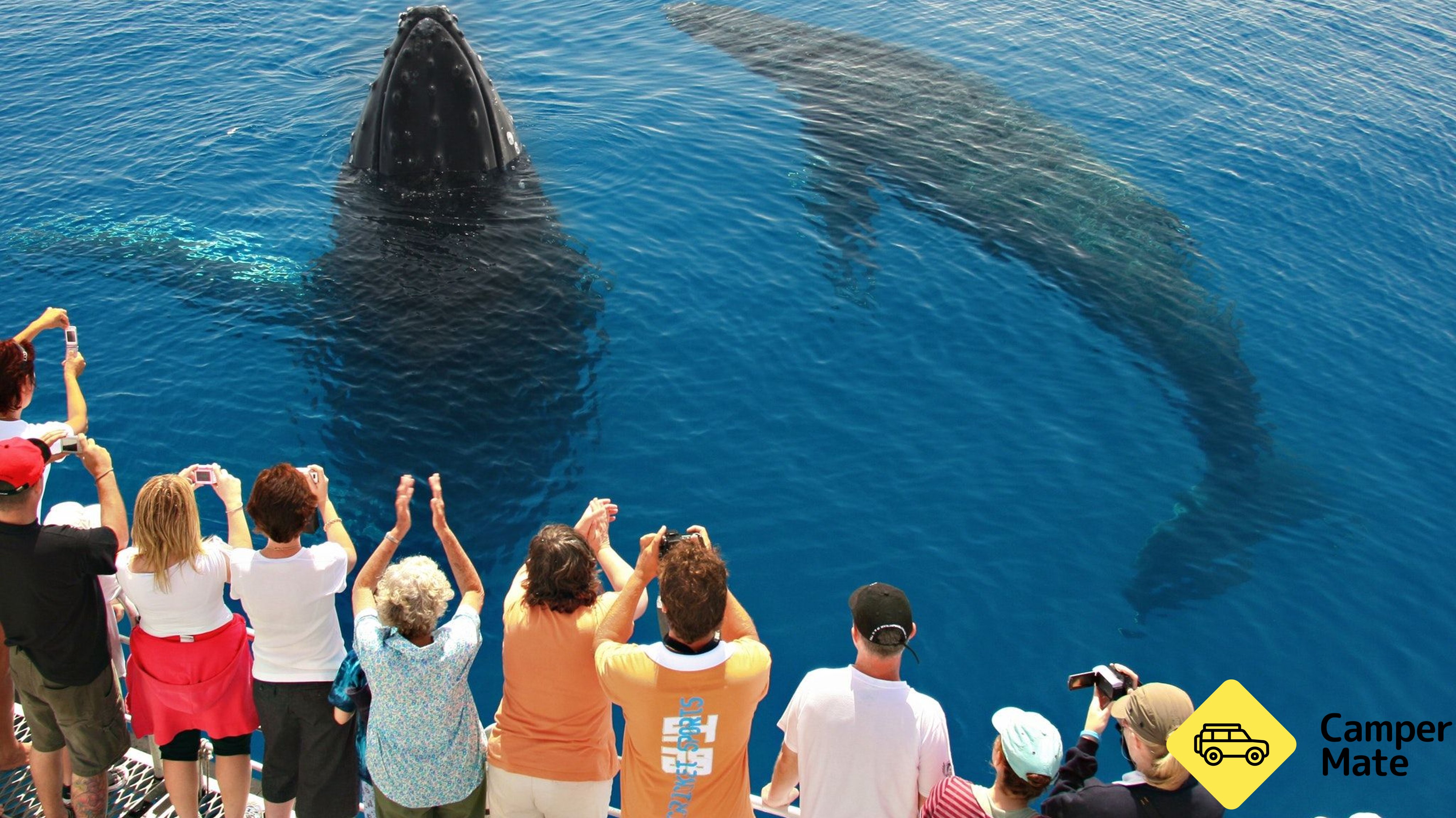 Tasman Venture Whale Watching Hervey Bay