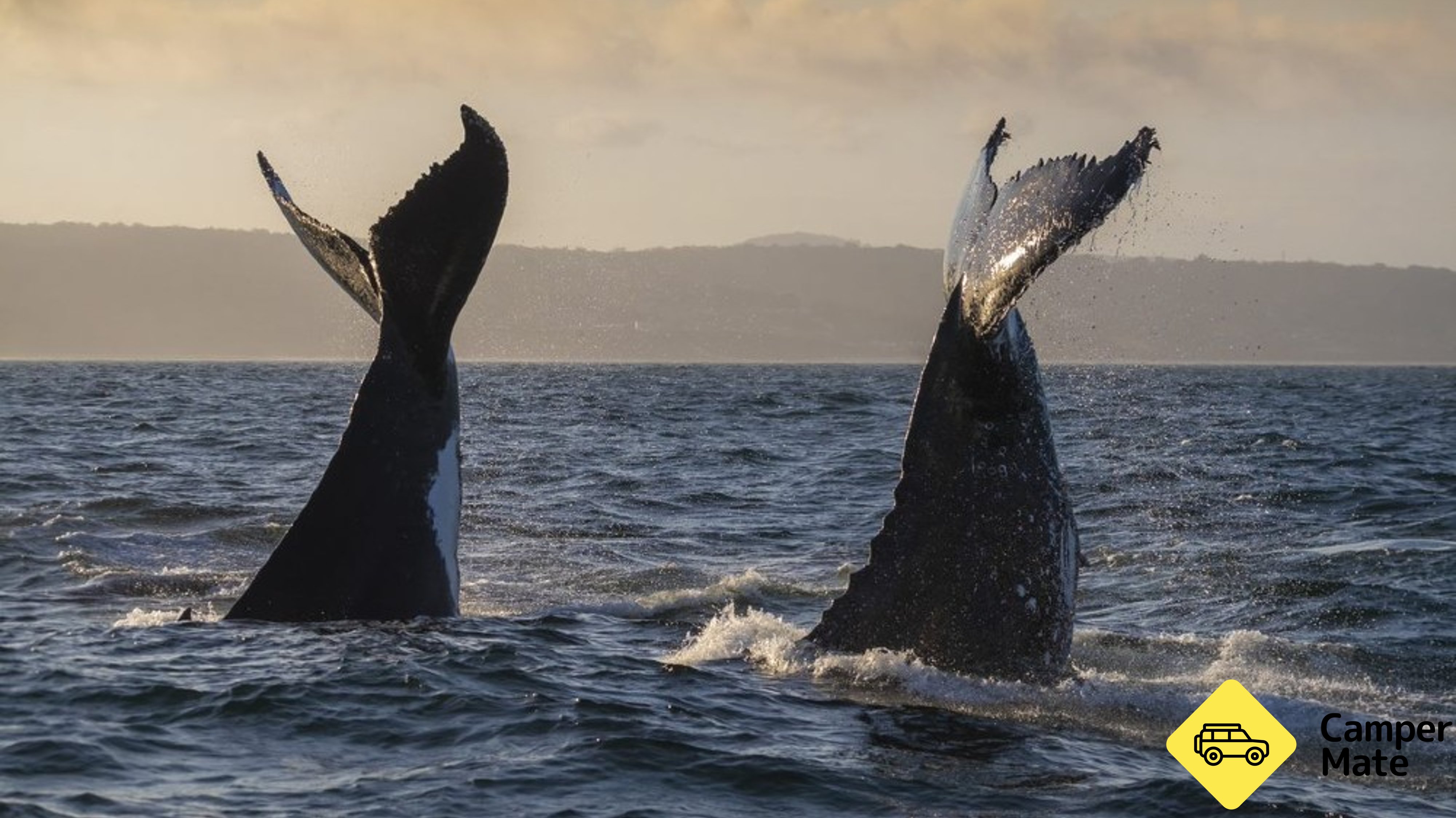 Merimbula Whale Adventure